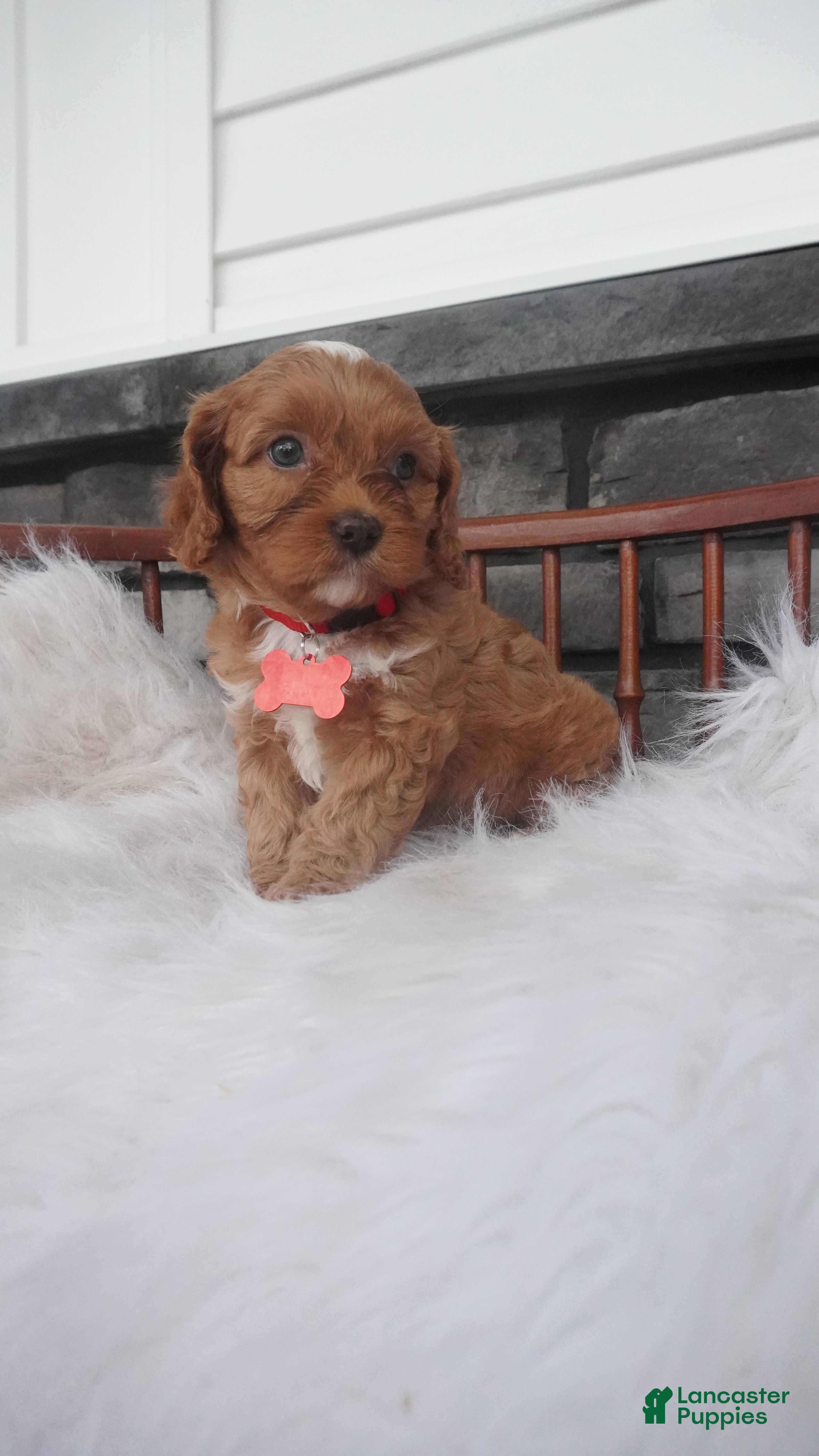 Cavapoo dogs for sale: Caroline  - Ad 3