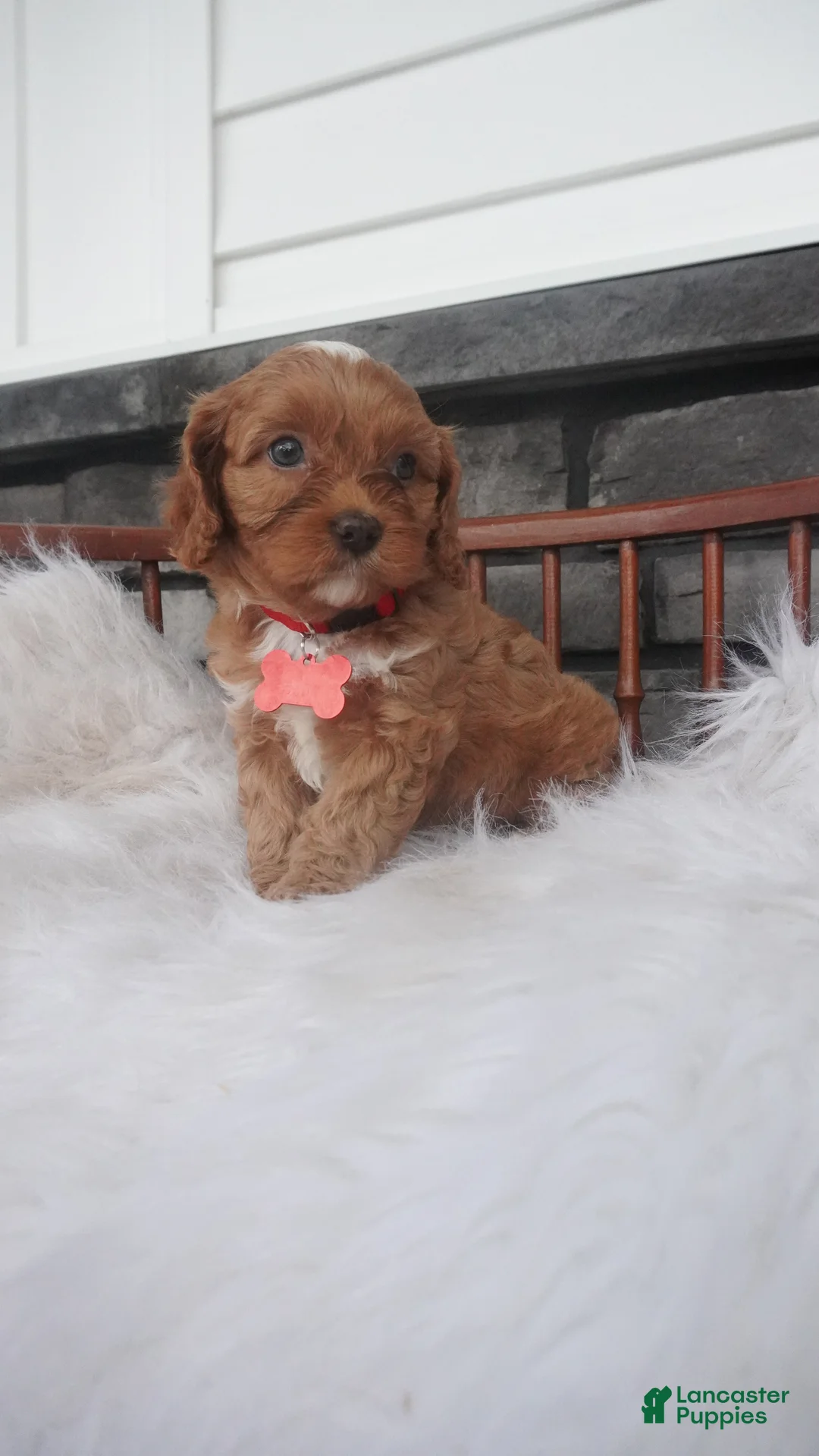 Cavapoo dogs for sale: Caroline  - Ad 1