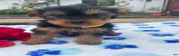 Yorkshire Terrier dogs for sale: Prince - Ad 1