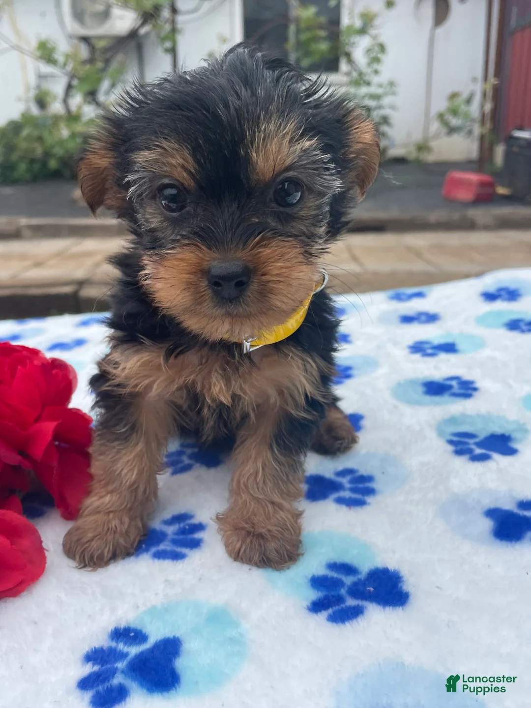 Yorkshire Terrier dogs for sale: Prince - Ad 1
