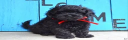 Shihpoo dogs for sale: Scottie - Ad 5