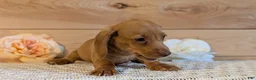 Miniature Dachshund dogs for sale: Hendrix  - Ad 5
