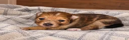 Pomchi dogs for sale: Daphne  - Ad 2