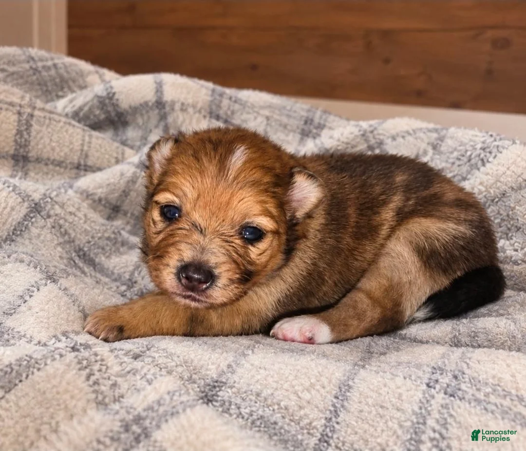 Pomchi dogs for sale: Daphne  - Ad 2