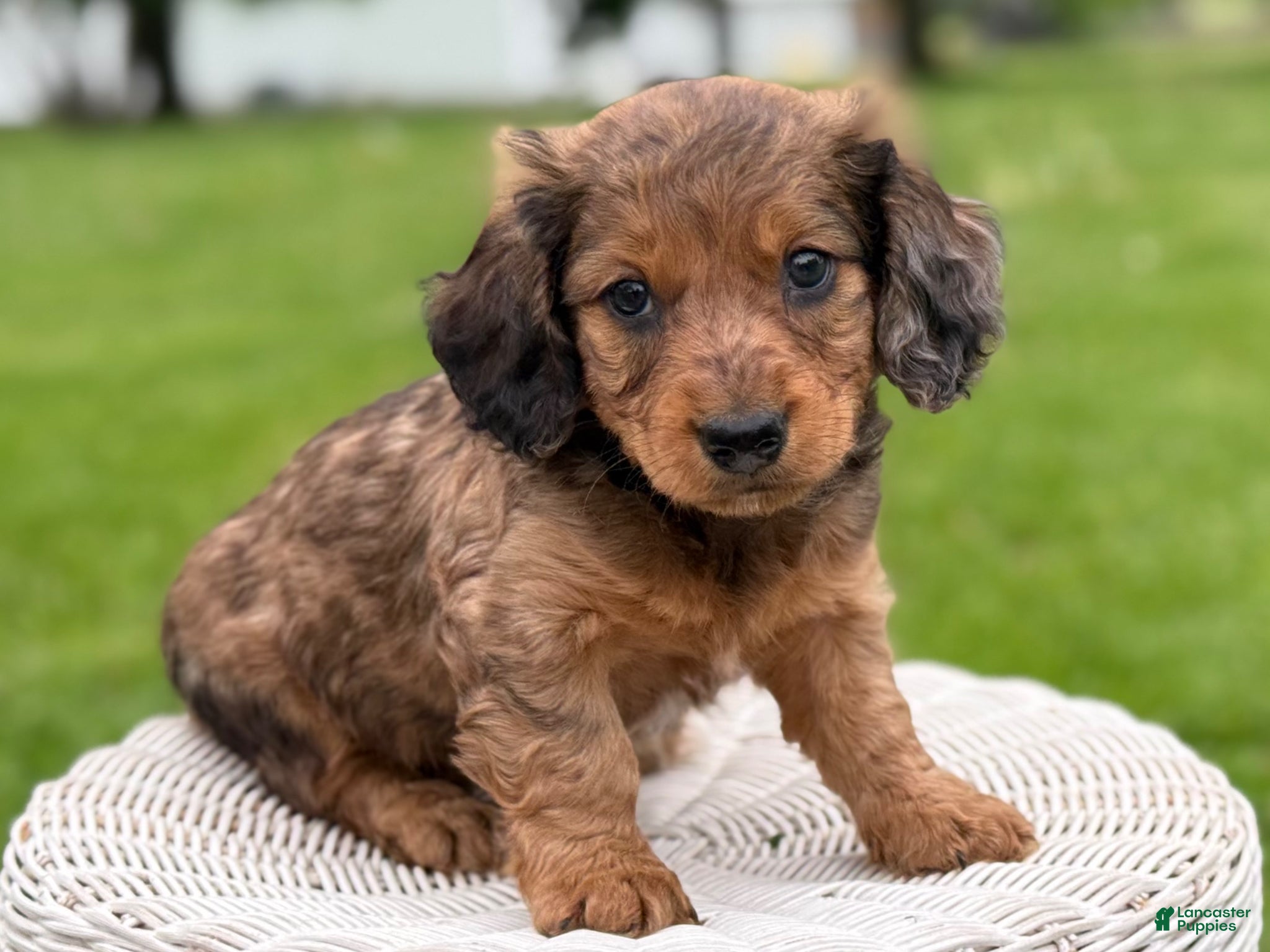 Miniature Dachshund dogs Mason - Ad 2