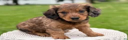 Miniature Dachshund dogs for sale: Mason - Ad 2