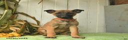 Belgian Malinois dogs for sale: Polly  - Ad 6