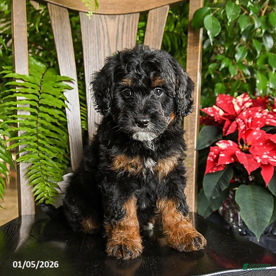 Mini Bernedoodle dogs for sale: Topper - Ad 4