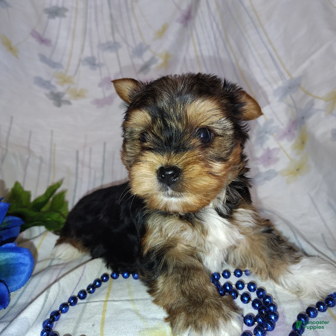 Yorkshire Terrier dogs for sale: Bowie - Ad 2