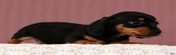 Miniature Dachshund dogs for sale: Krissy - Ad 7