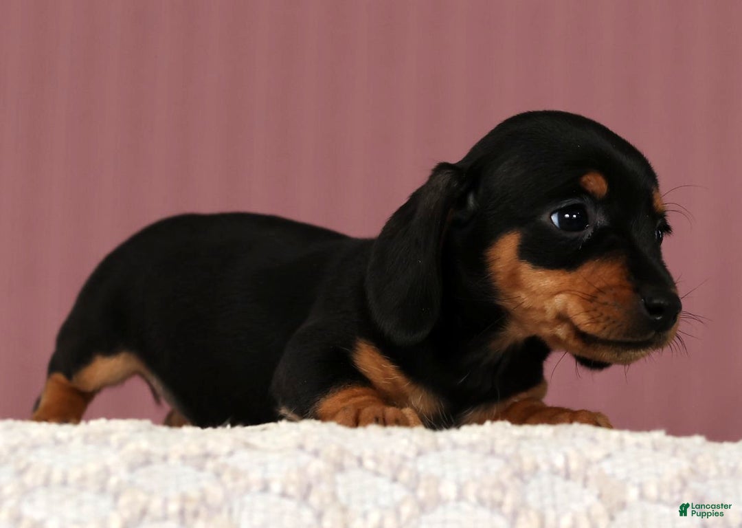 Miniature Dachshund dogs for sale: Krissy - Ad 7