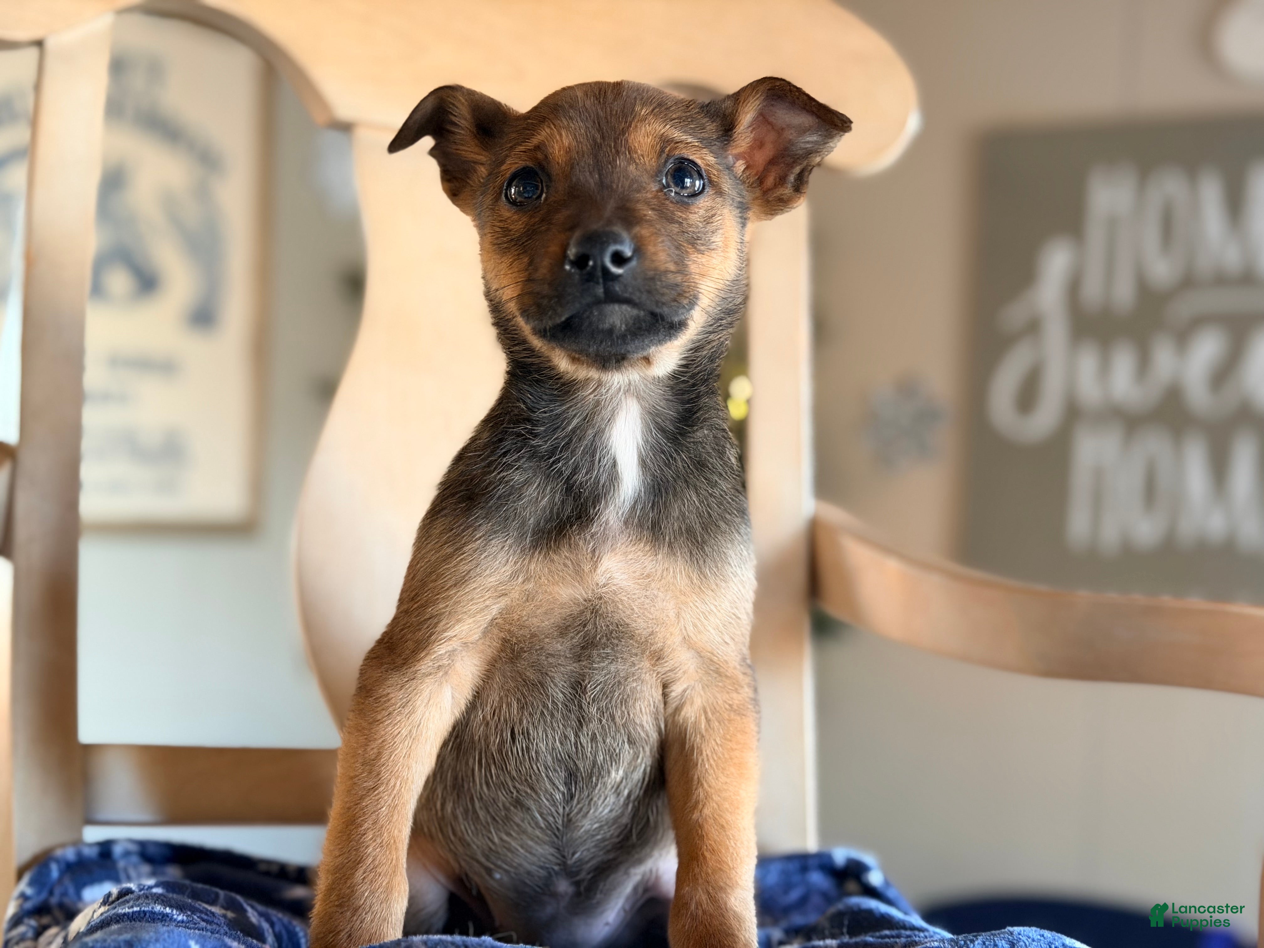 Mixed Breed dogs Mixed Breed Puppy 2 - Ad 15