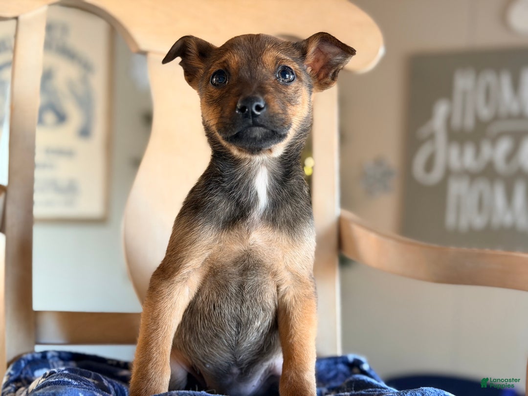 Mixed Breed dogs for sale: Mixed Breed Puppy 2 - Ad 1