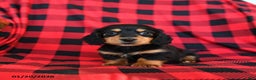 Miniature Dachshund dogs for sale: Pogo - Ad 3