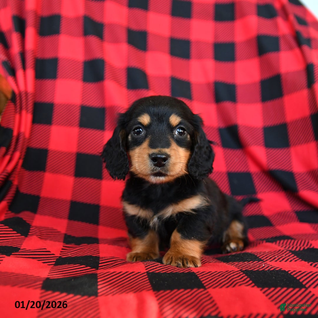 Miniature Dachshund dogs for sale: Pogo - Ad 3
