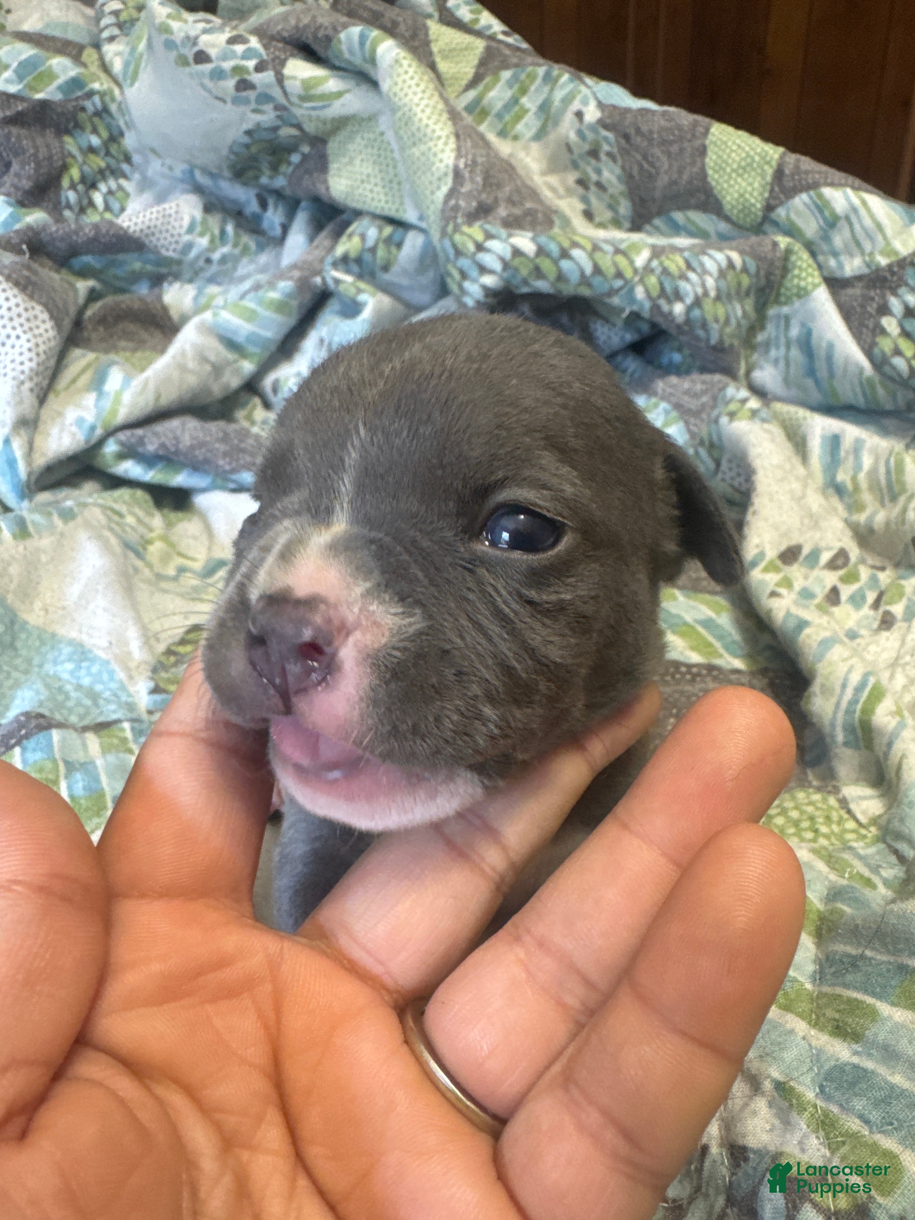 American Bully dogs American Bully 10 - Ad 28