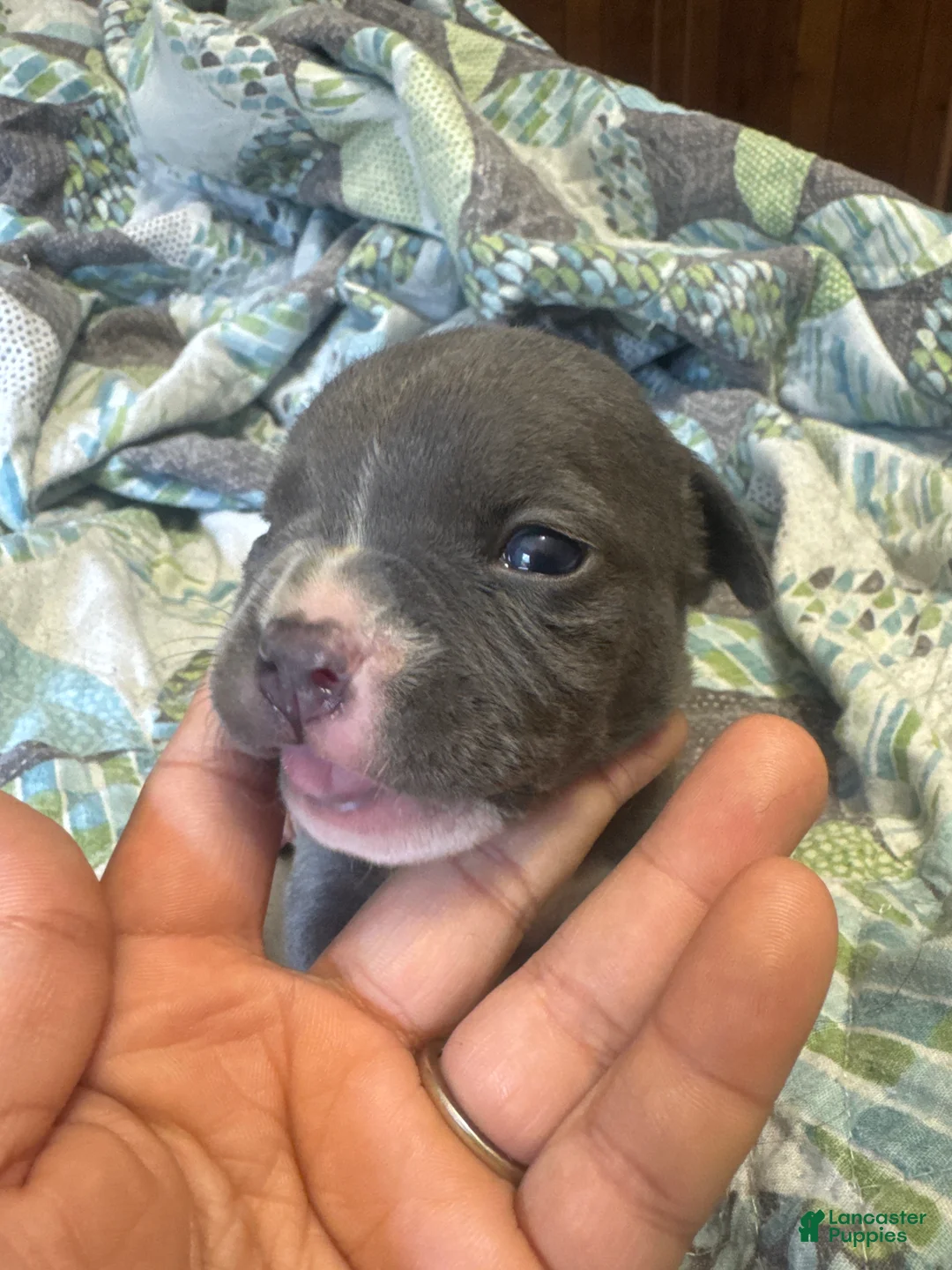 American Bully dogs for sale: American Bully 10 - Ad 1