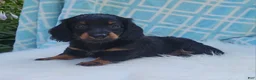 Miniature Dachshund dogs for sale: Vander - Ad 25