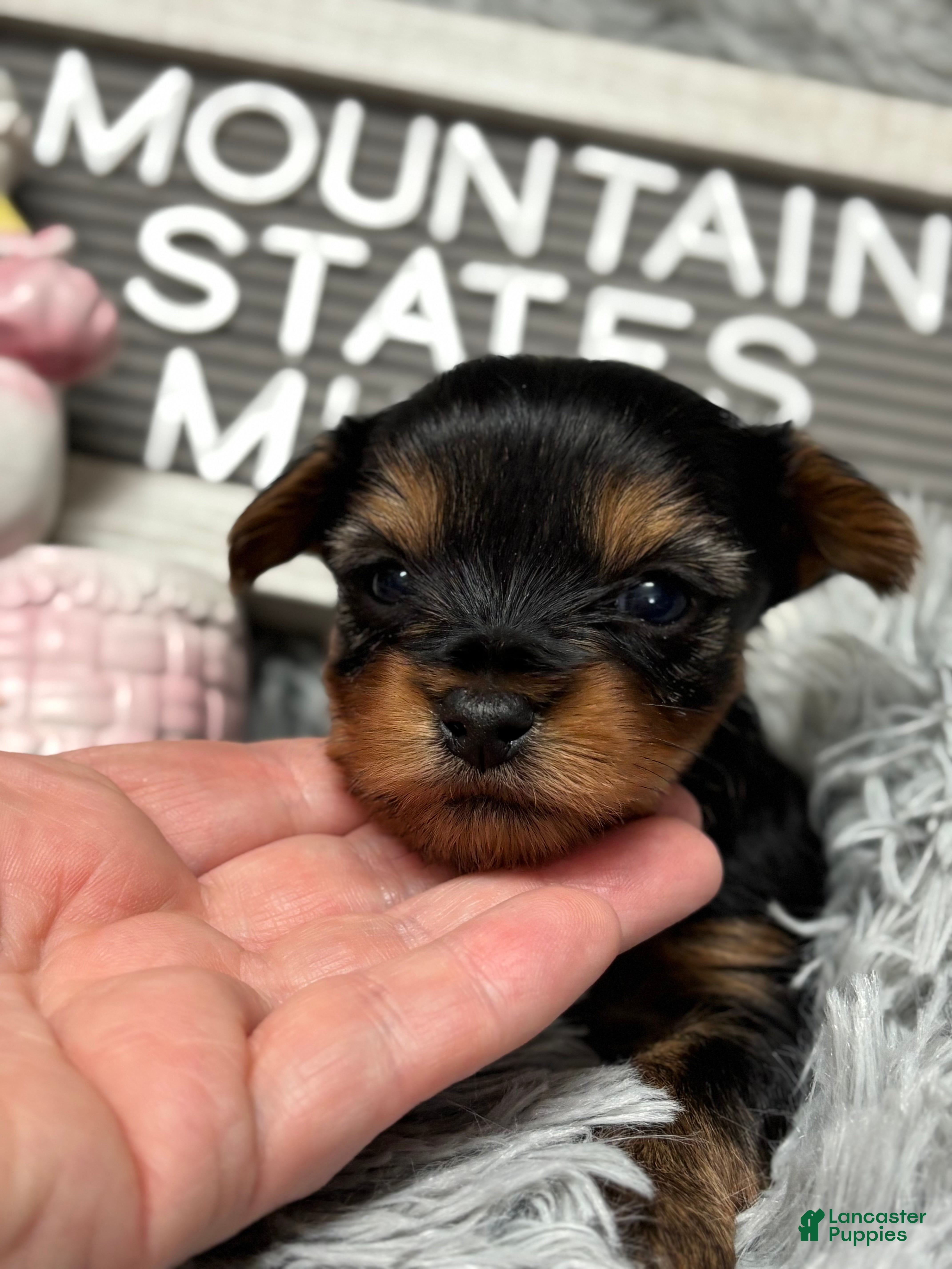 Yorkshire Terrier dogs Yorkshire Terrier Puppy 6 - Ad 26
