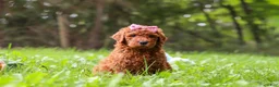 Goldendoodle dogs for sale: Sophie - Ad 1