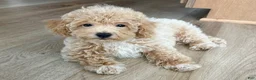 Maltipoo dogs for sale: Frankie  - Ad 2