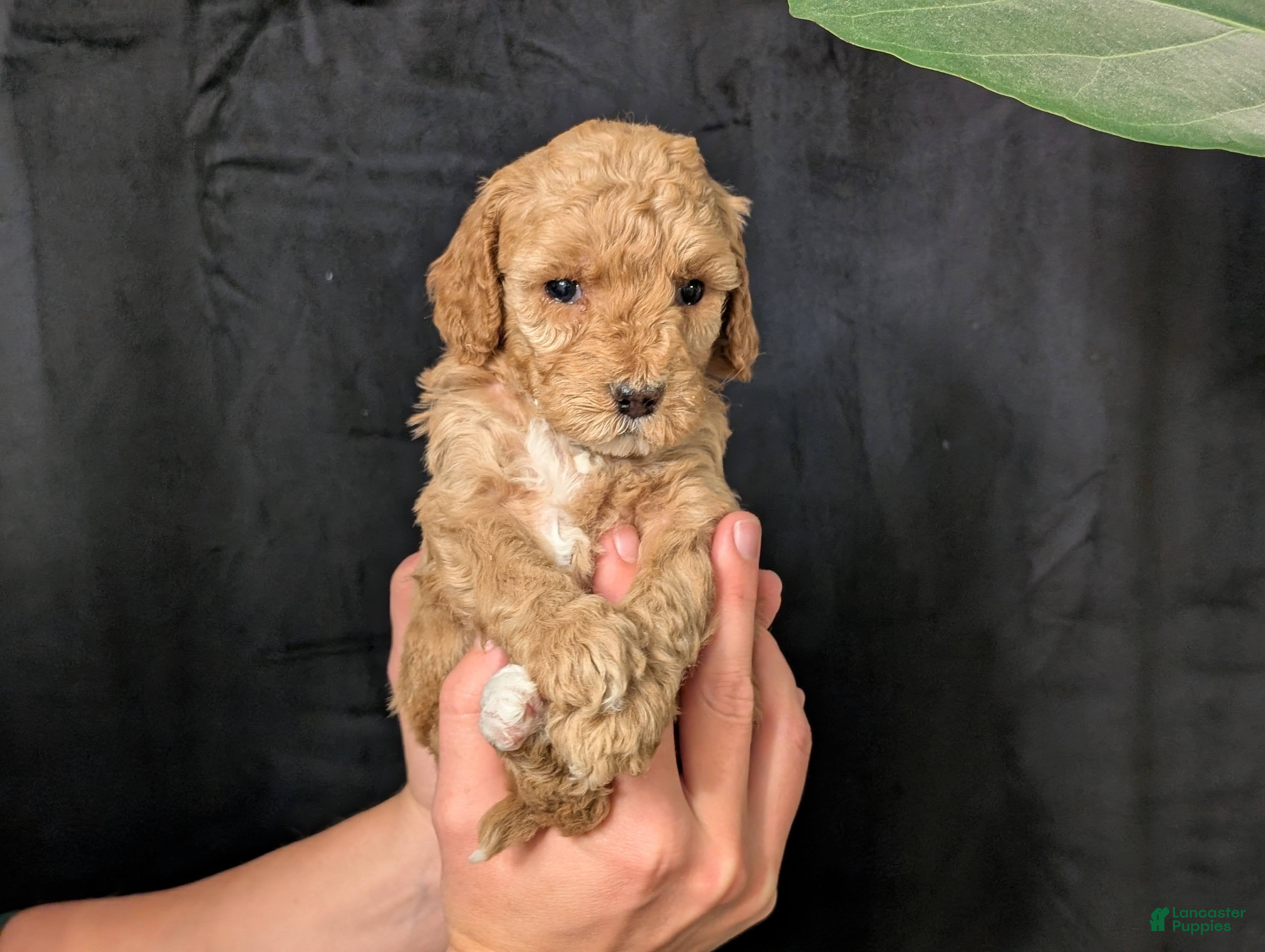 Cavapoo dogs Elsa - Ad 1
