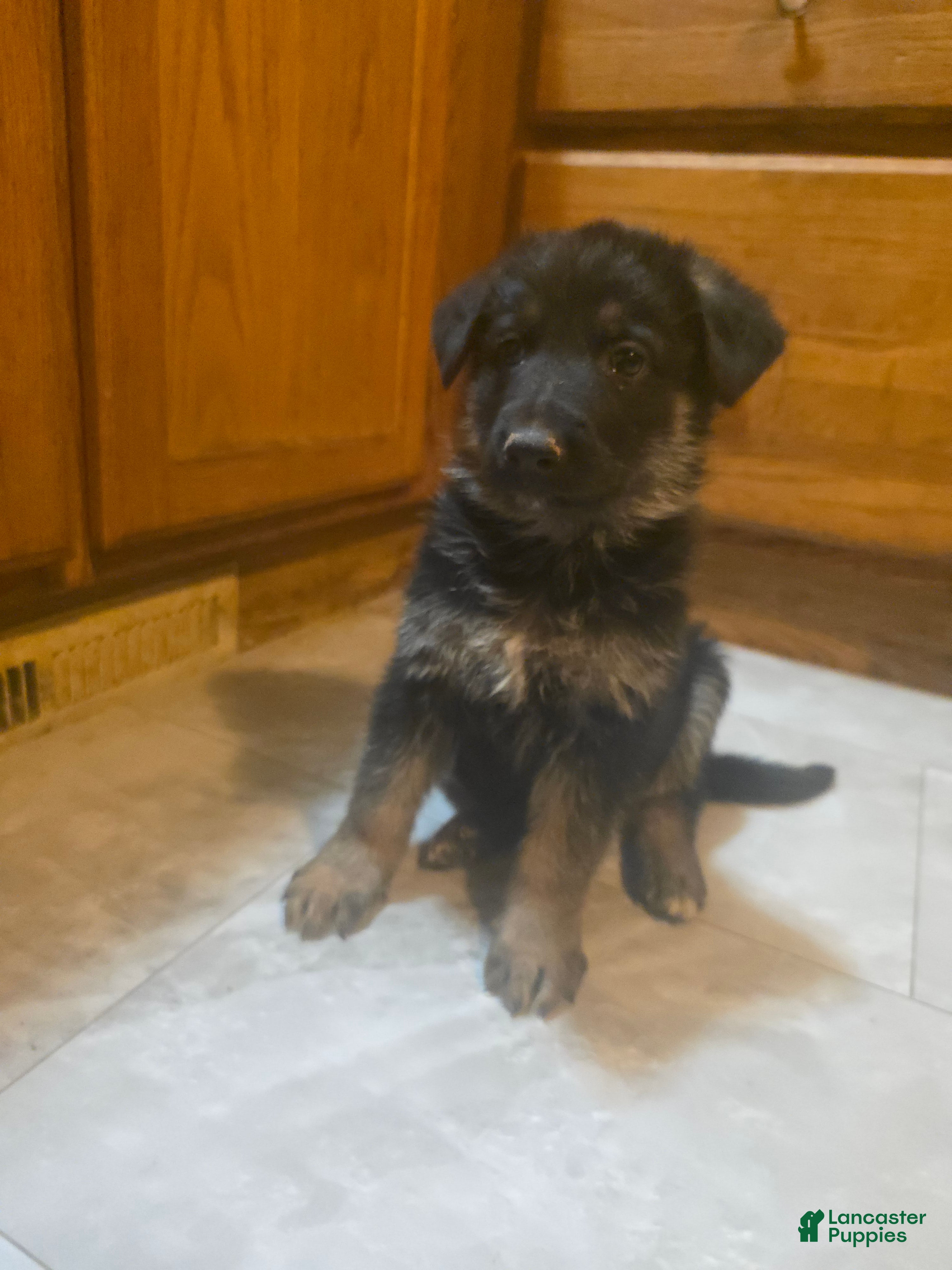 Golden Shepherd dogs GermanShepherd Puppy 1 - Ad 1