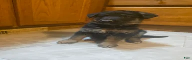 GermanShepherd Puppy 1