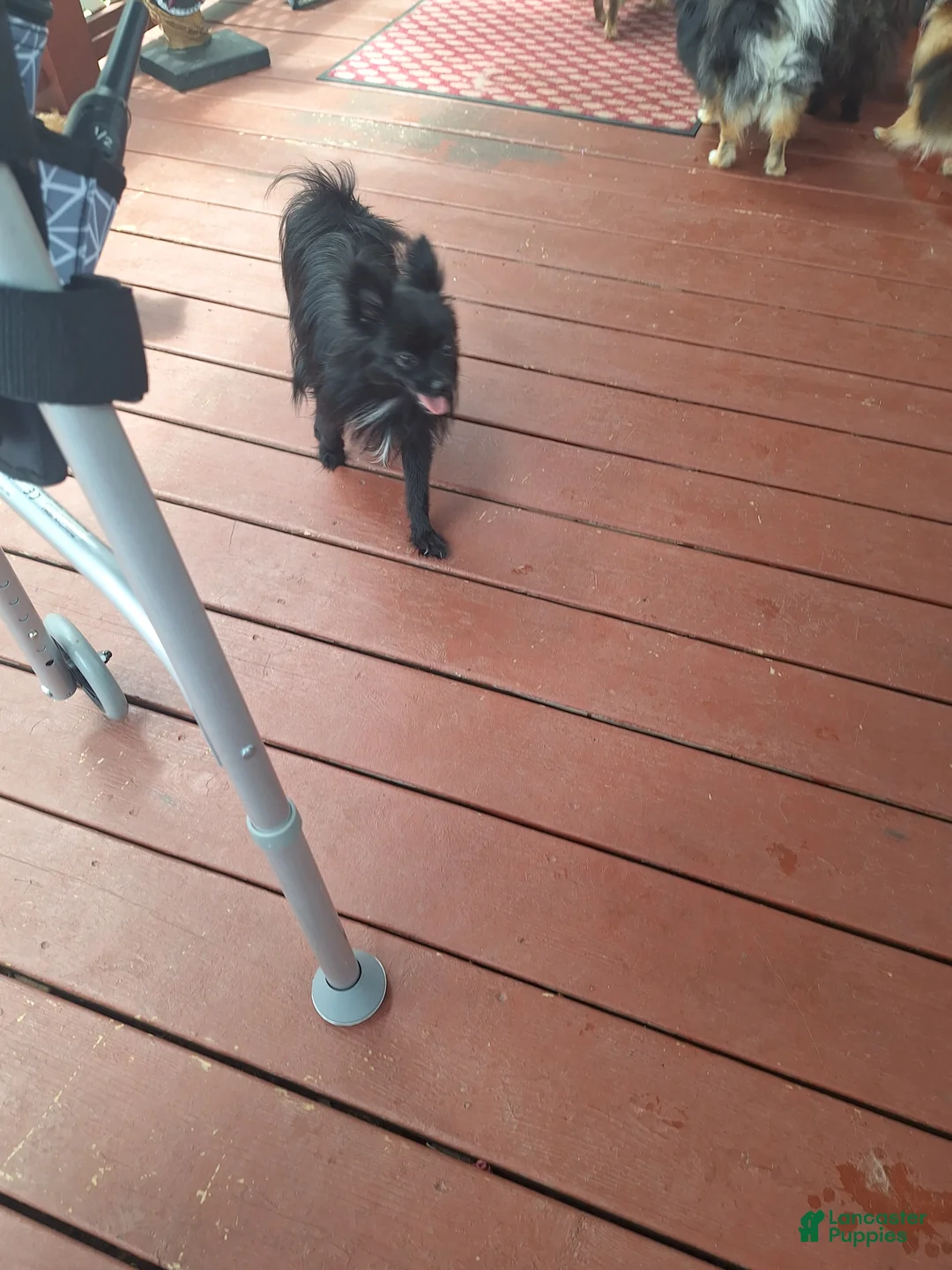 Pomeranian dogs for sale: Daisy - Ad 4