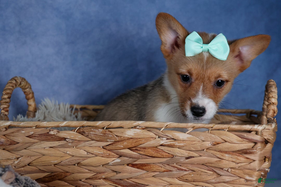 Welsh Corgi Pembroke dogs for sale: Maggie - Ad 4