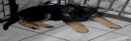 German Shepherd dogs for sale: Bella 🐾 - Ad 1