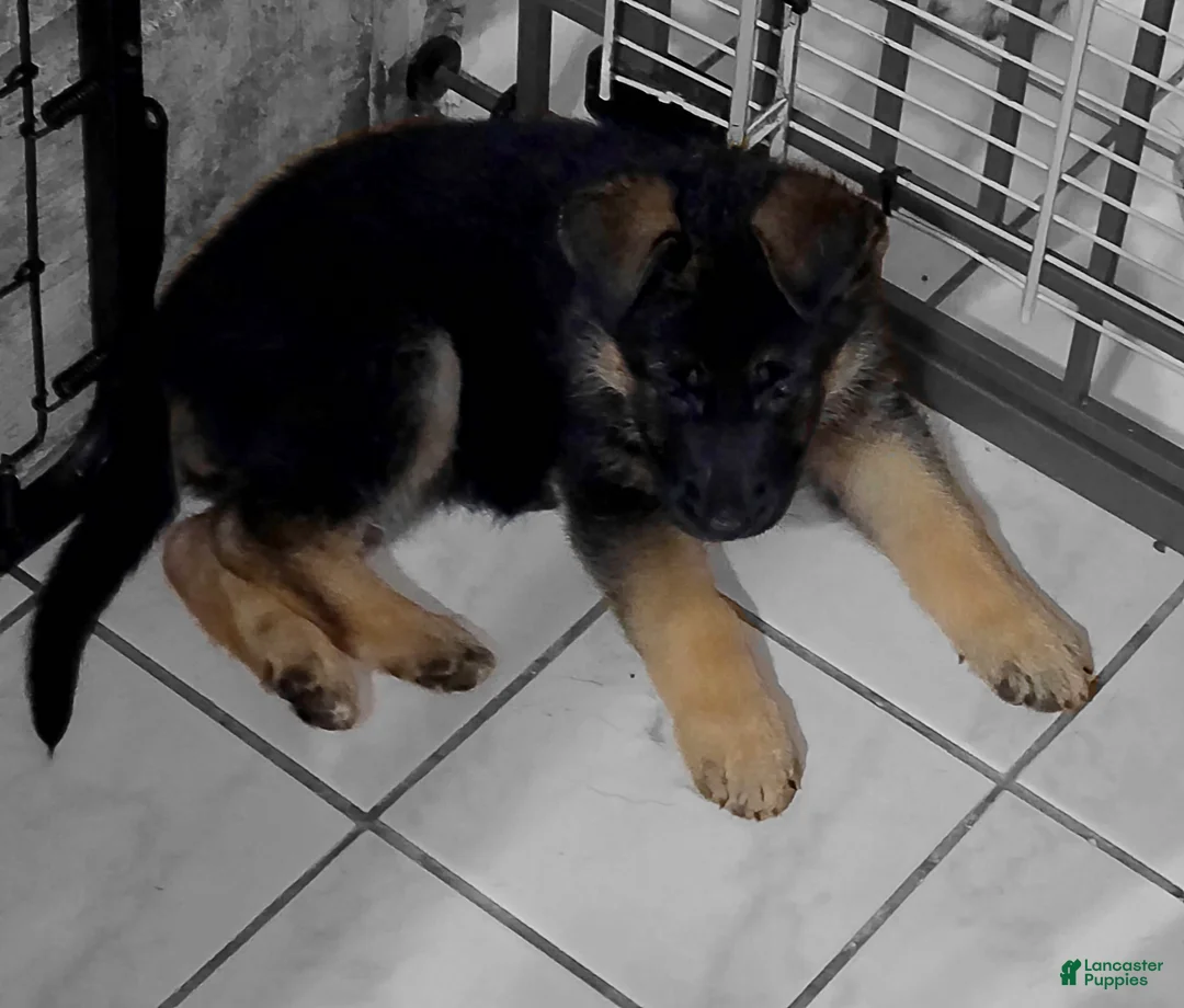 German Shepherd dogs for sale: Bella 🐾 - Ad 1