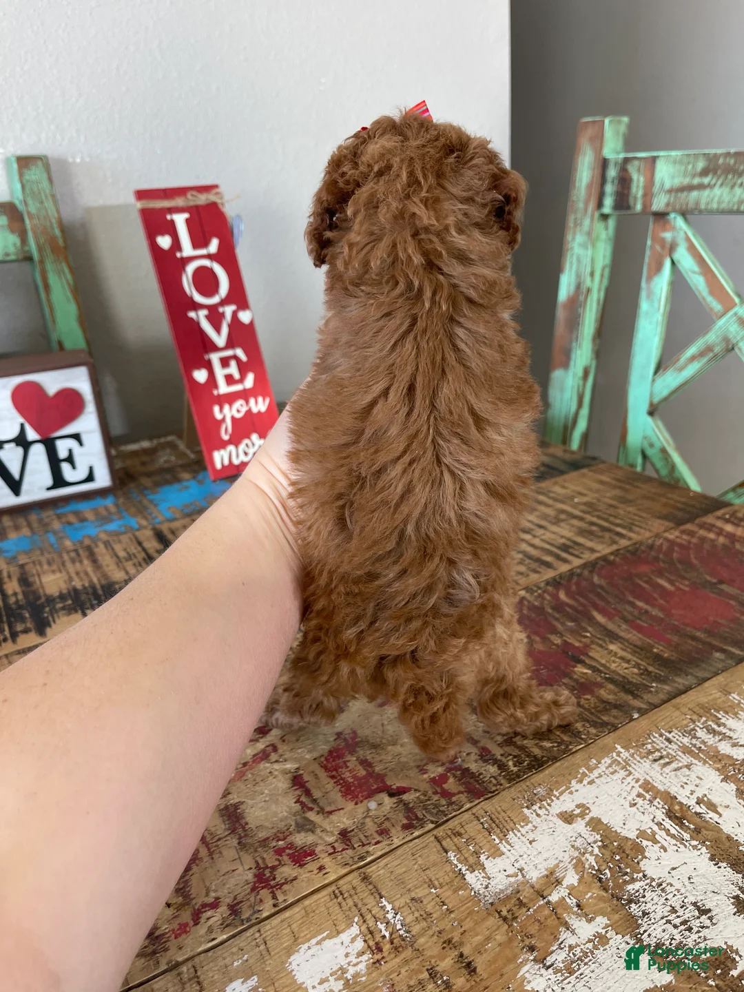 Toy Poodle dogs for sale: Akc Bred Color Red Red Bow - Ad 6