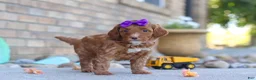 Mini Goldendoodle dogs for sale: Ember - Ad 4
