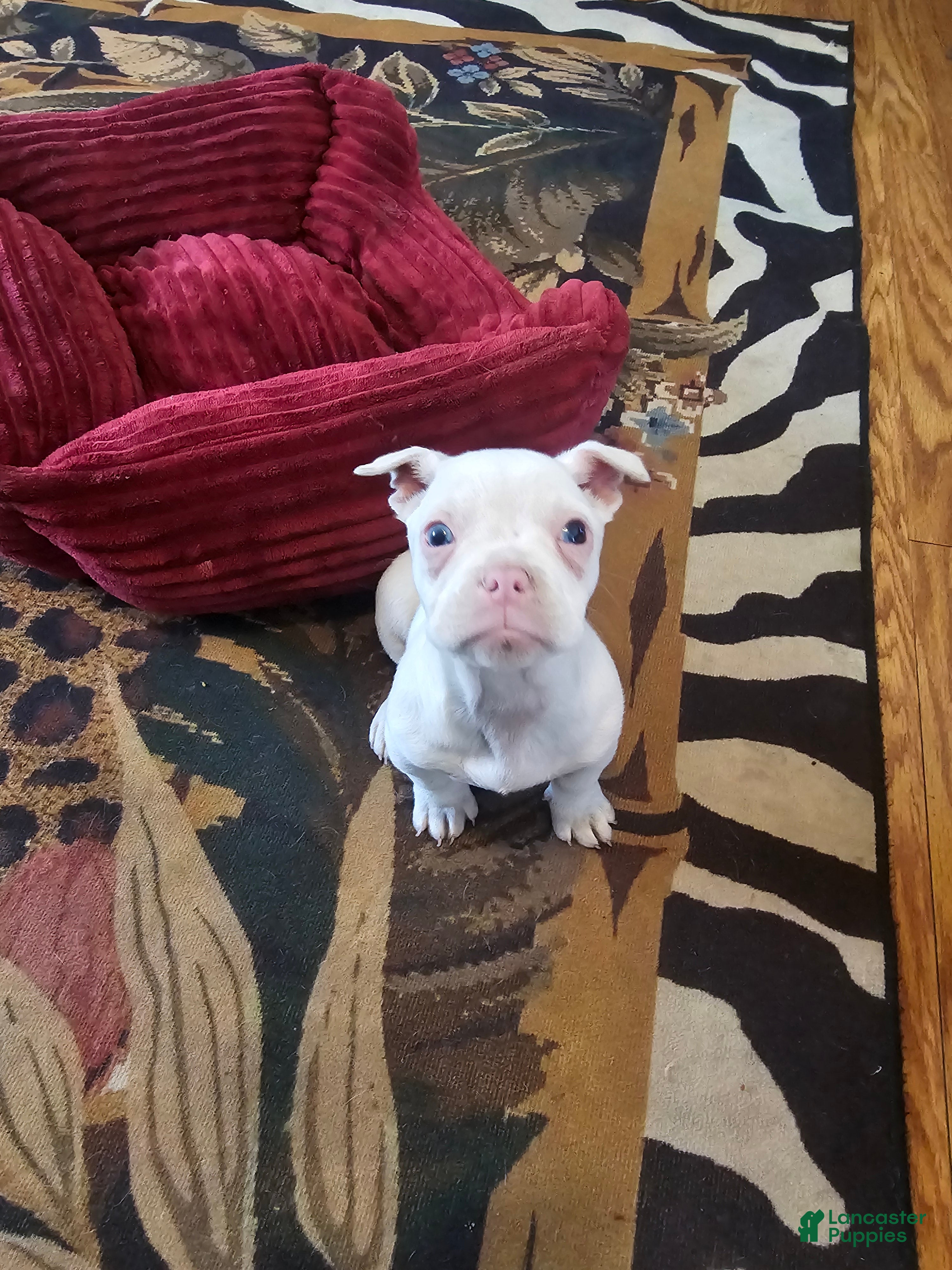 Frenchton dogs Frenchton Casper  - Ad 41