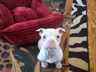 Frenchton dogs Frenchton Casper - Ad 41