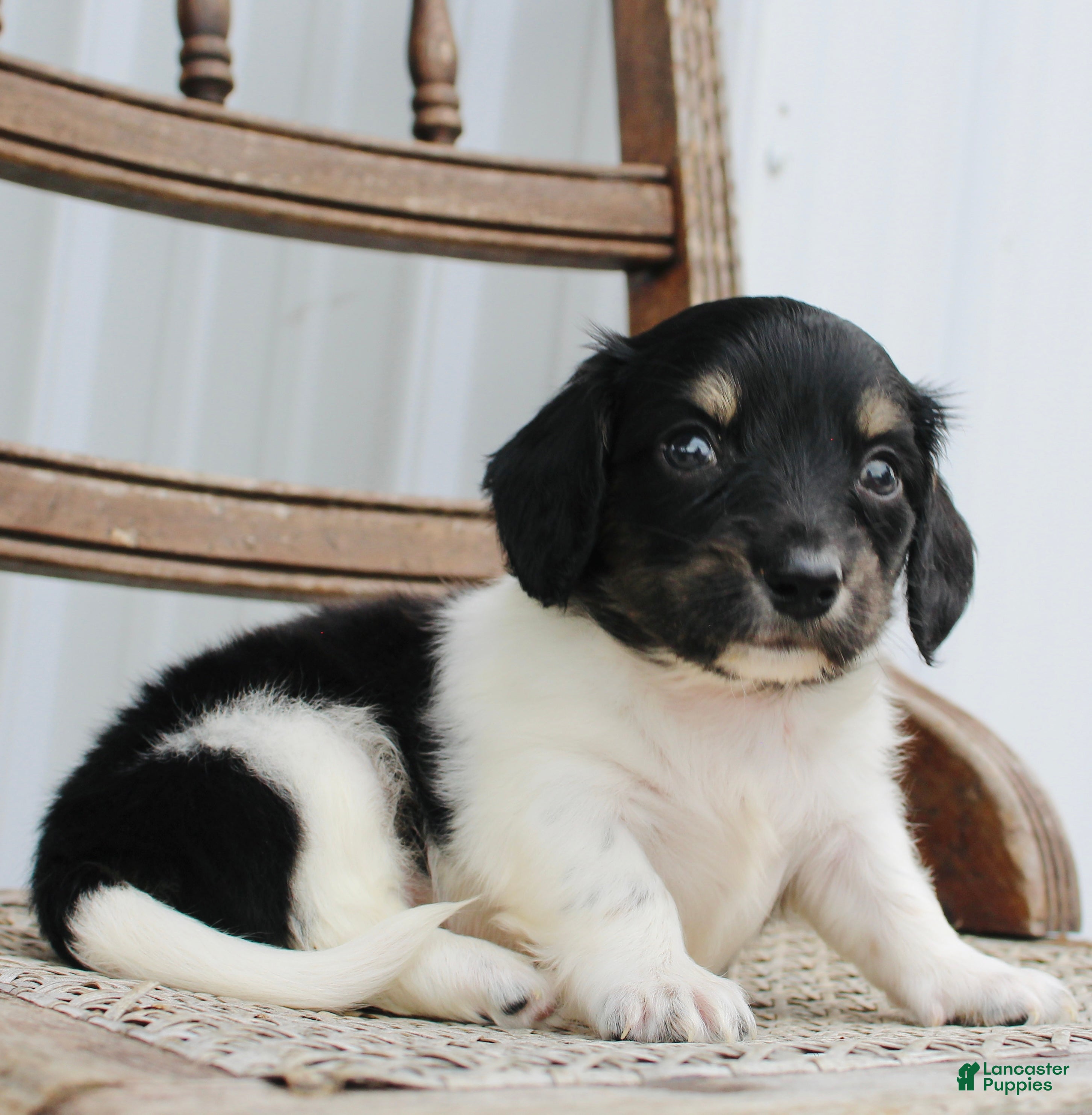 Miniature Dachshund dogs for sale: Ashton - Ad 2