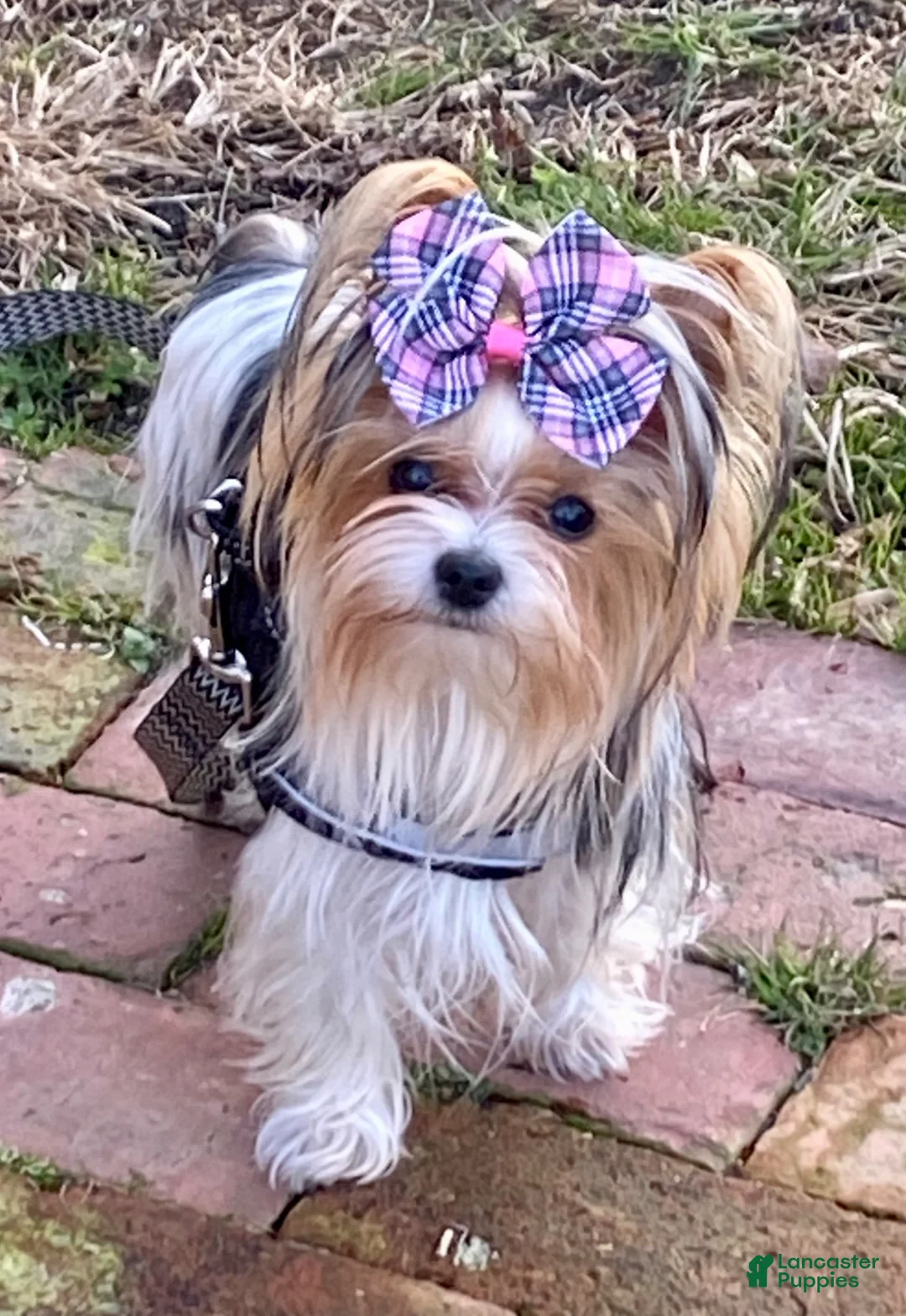 Yorkshire Terrier dogs for sale: Rare AKC Blonde Gold Dust Parti Yorkie - Ad 8