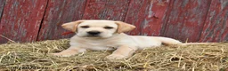 Labrador Retriever dogs for sale: Rex - Ad 4