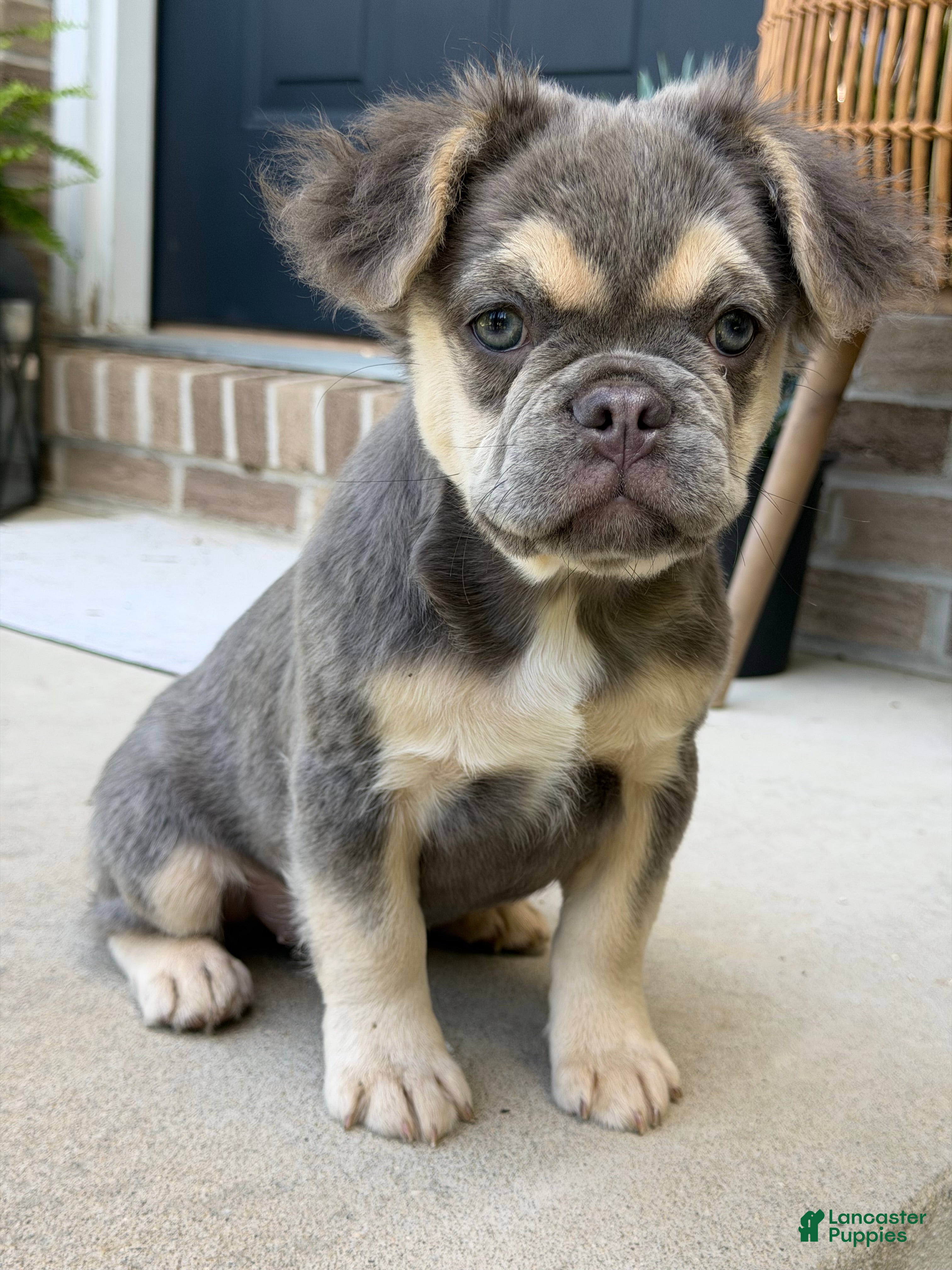 French Bulldog dogs Ember - Ad 2