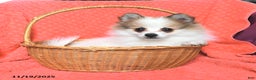 Pomeranian dogs for sale: Sport - Ad 3