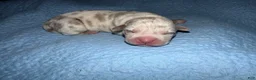 American Bully dogs for sale: Lucy - Ad 3