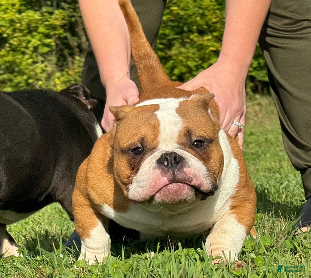 American Bully dogs for sale: American Bully Puppy 1 - Ad 2