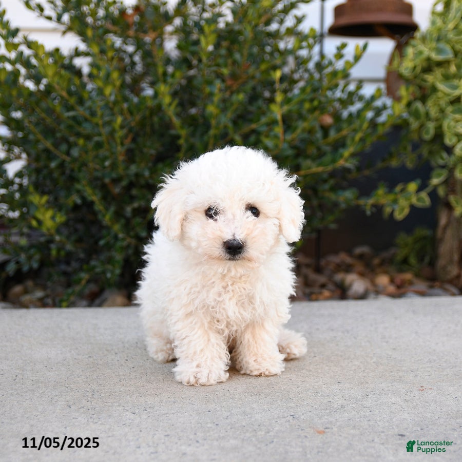 Bichon Frise dogs Lucky - Ad 2
