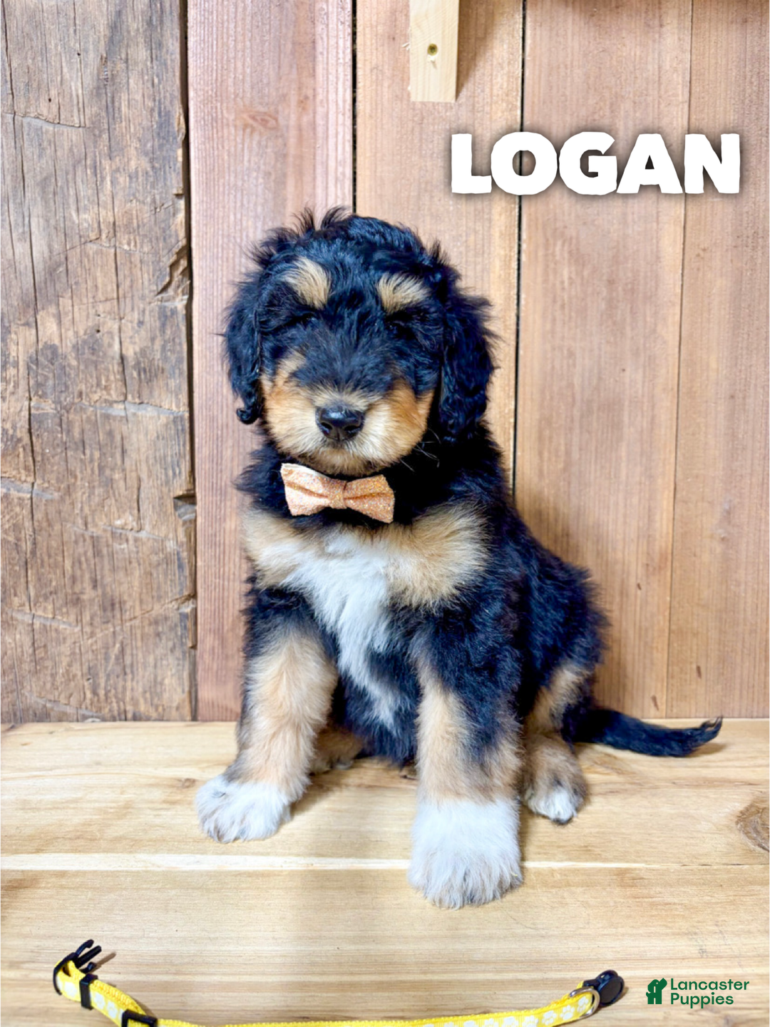 Mixed Breed dogs for sale: Logan - Ad 1