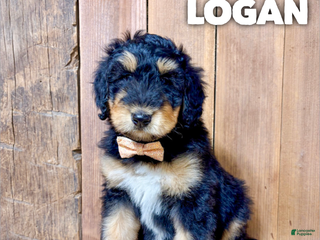 Mixed Breed dogs Logan - Ad 14