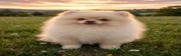 Pomeranian dogs for sale: Pomeranian 2 - Ad 5