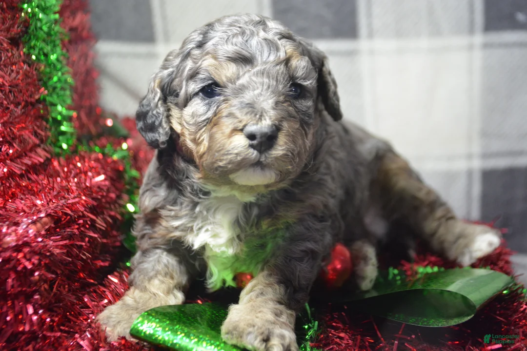 Mini Bernedoodle dogs for sale: Micro Bernedoodle Puppy 1 Bennett - Ad 4