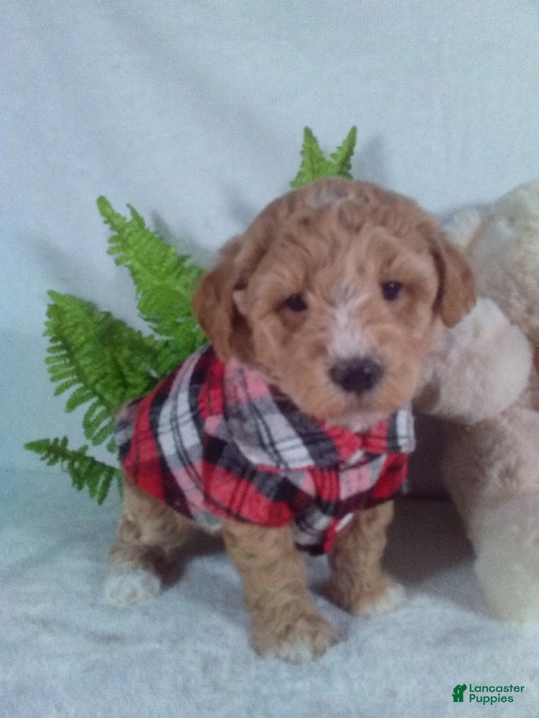 Bichpoo dogs for sale: Alex - Ad 1