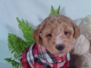 Bichpoo dogs Alex - Ad 14